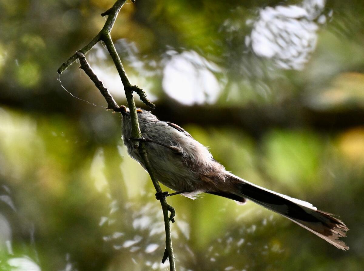 2026-05-23 6 Long-tailed Tit - He's seen lunch